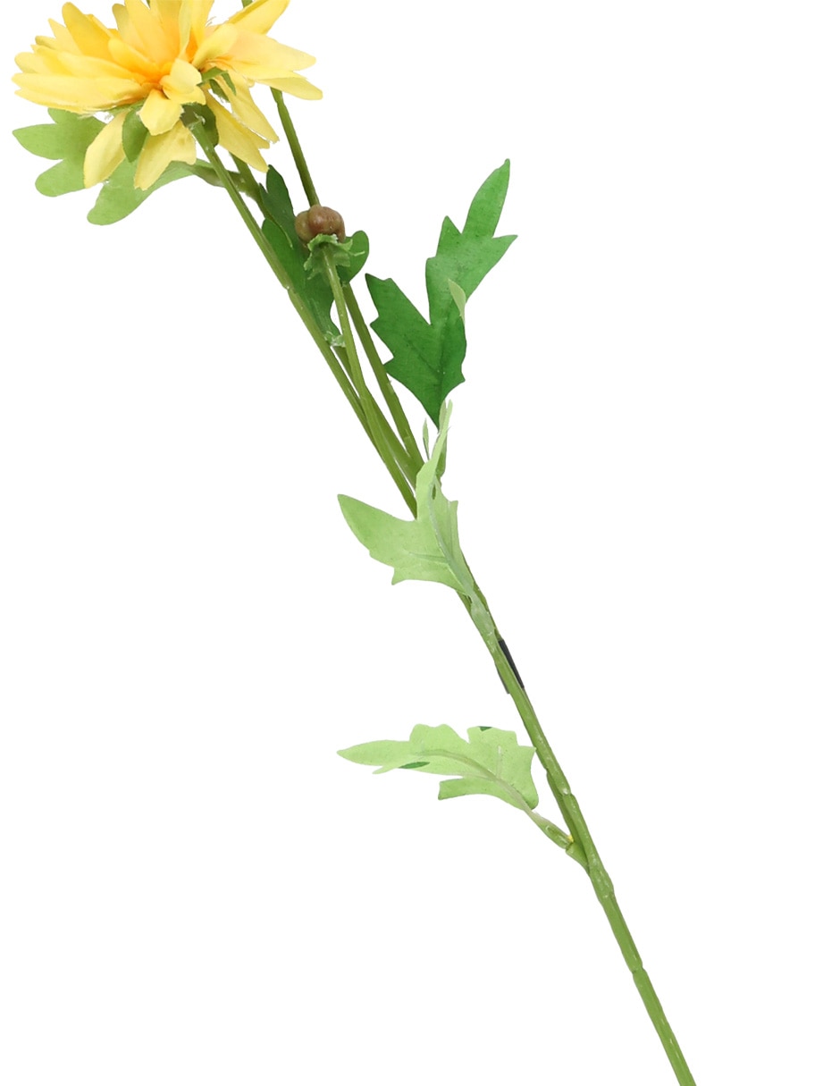 Daisy 4