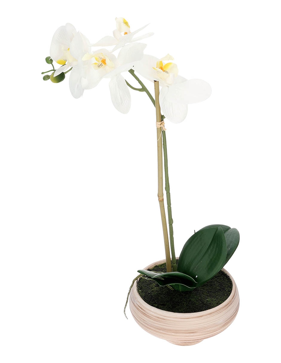 Preelaborado de orquídea
