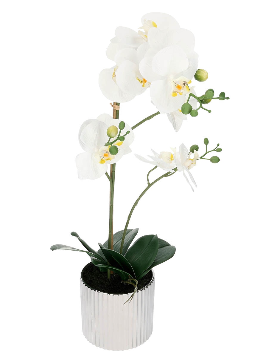 Preelaborado de orquídea