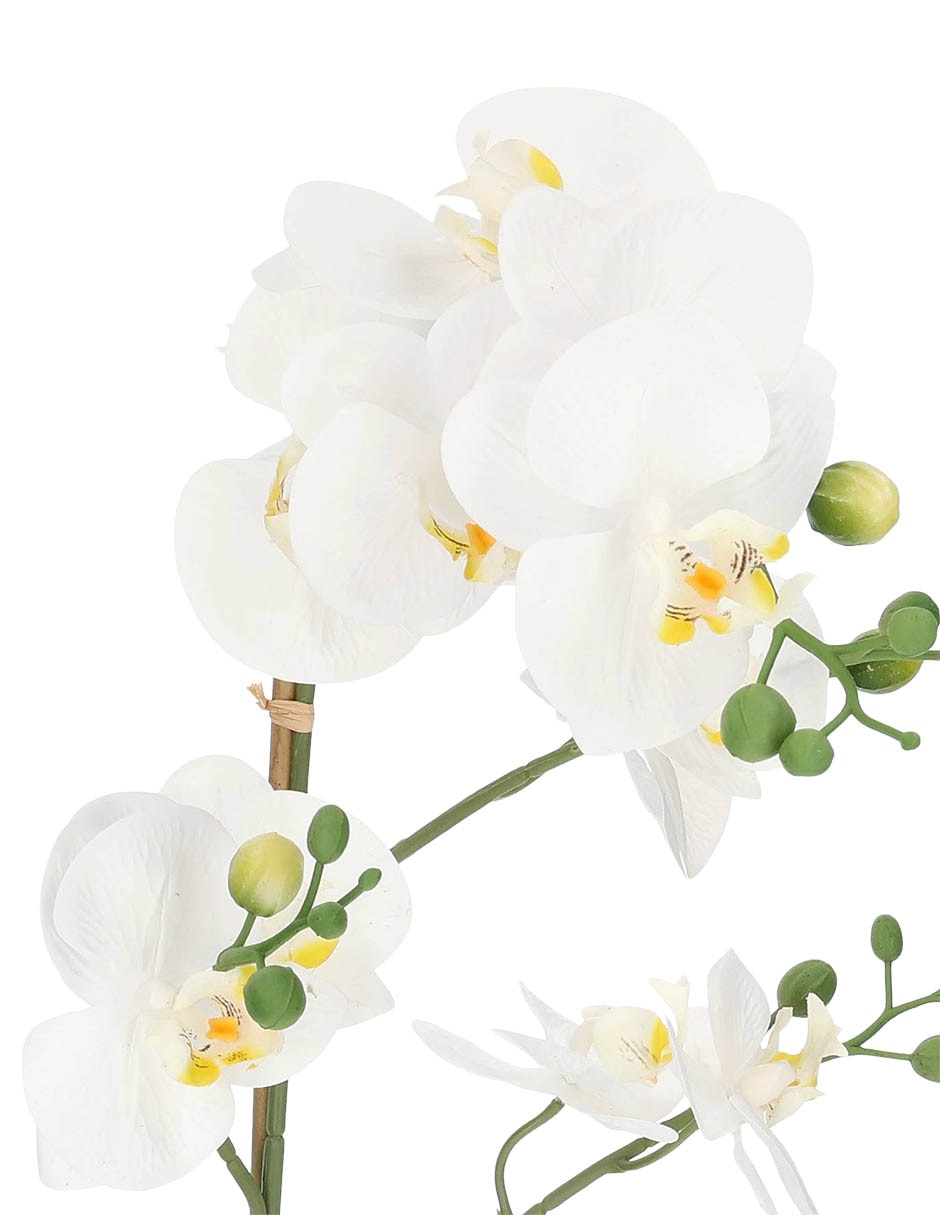 Preelaborado de orquídea 2