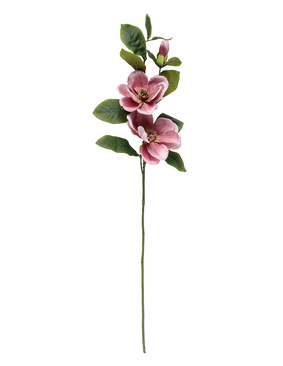 Magnolia