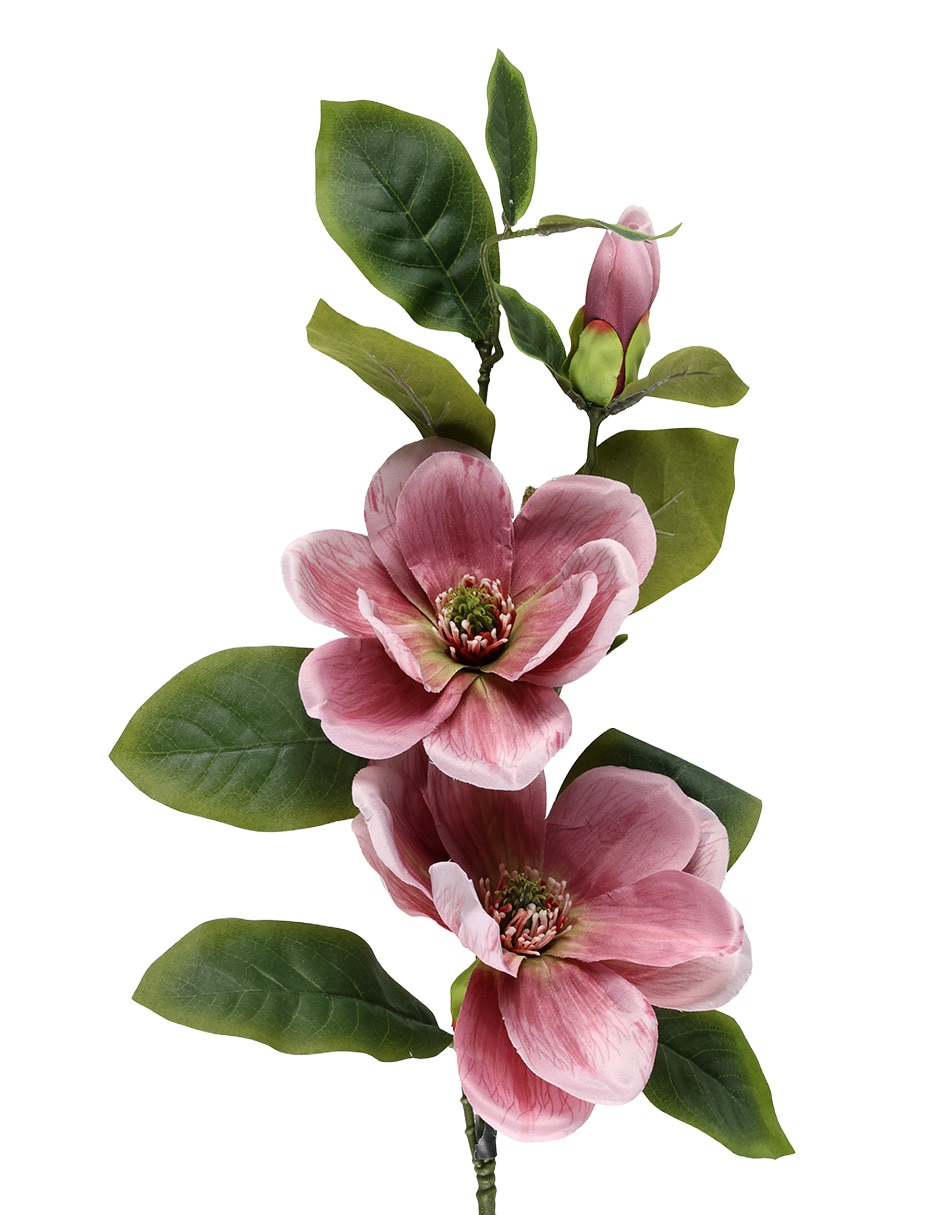 Magnolia 2