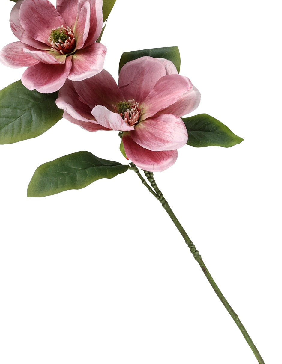 Magnolia 4
