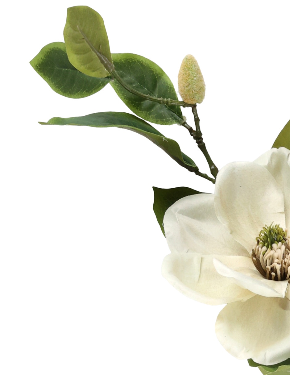 Magnolia 3