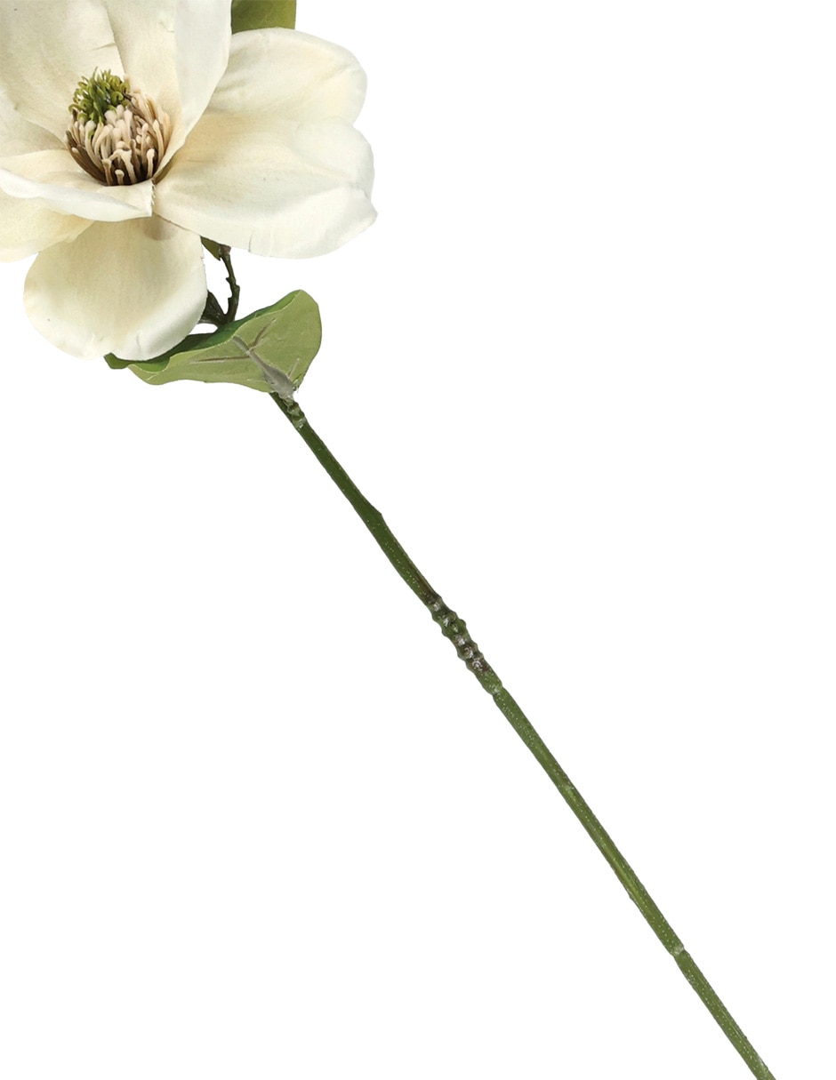 Magnolia 4