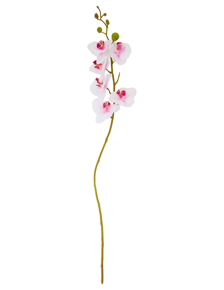 Flor de orquídea