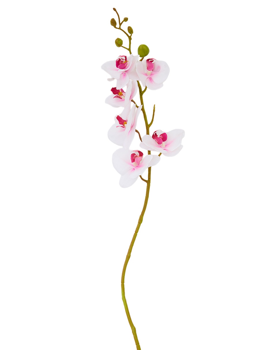 Flor de orquídea 2