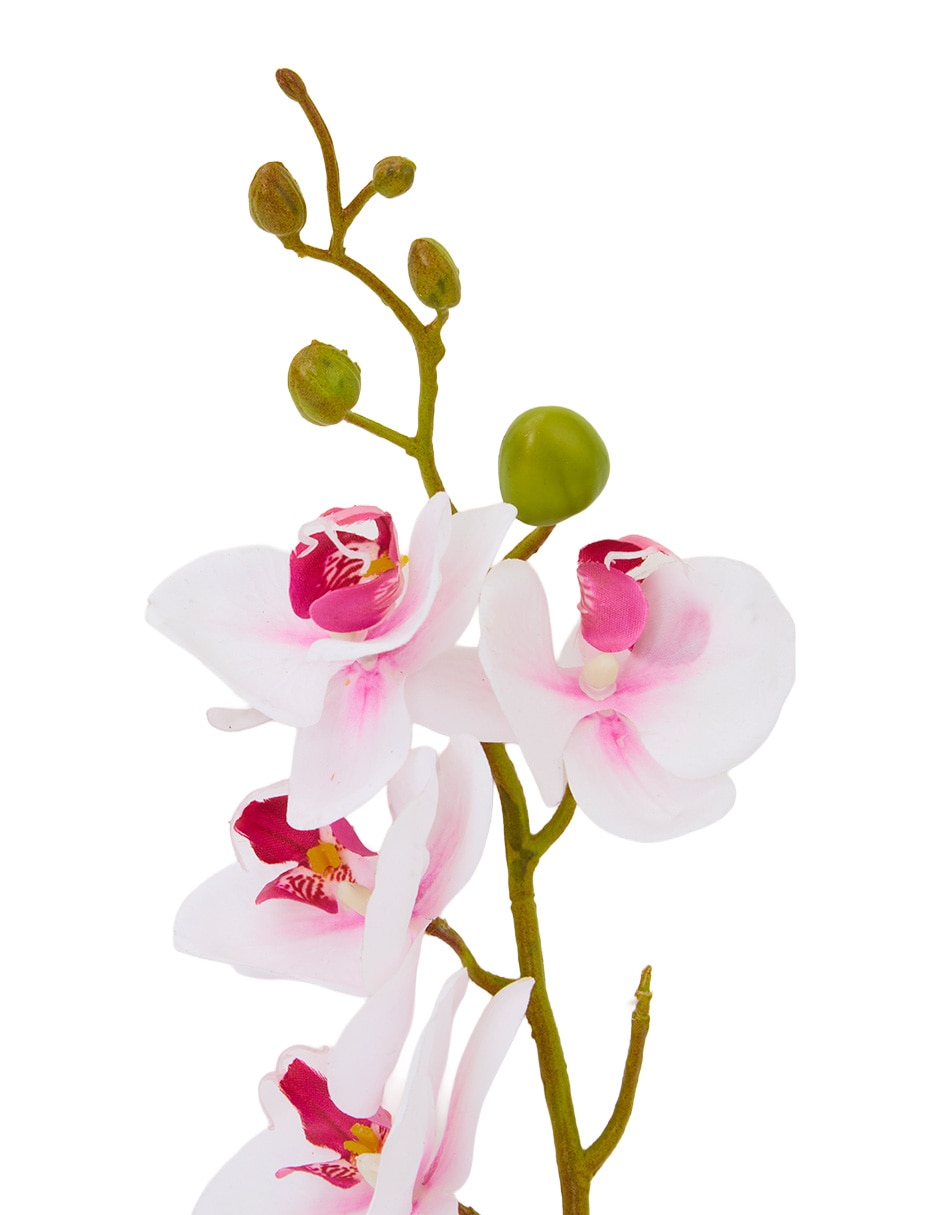 Flor de orquídea 3