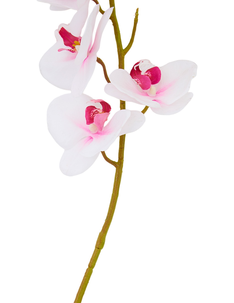 Flor de orquídea 4