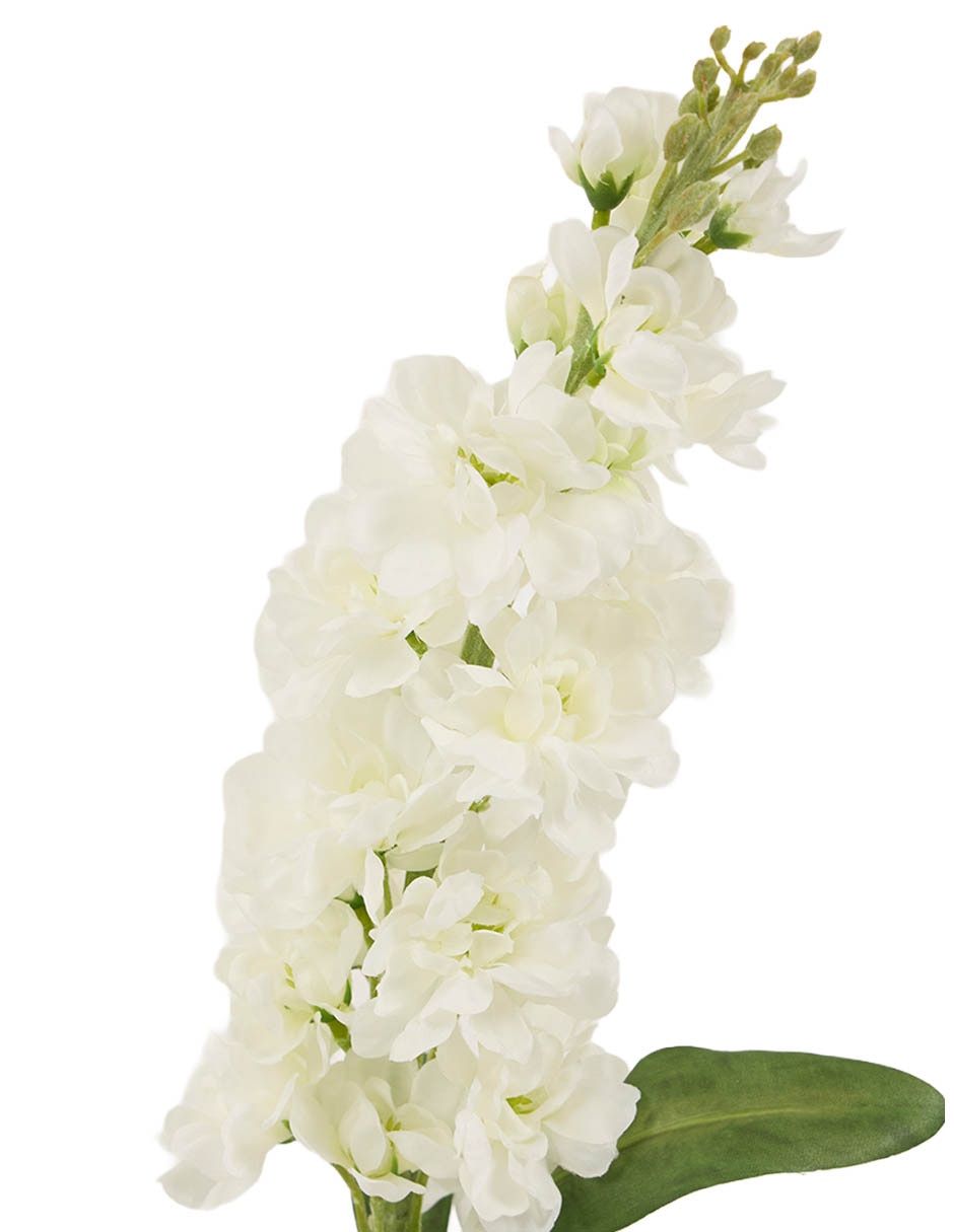 Delphinium 3