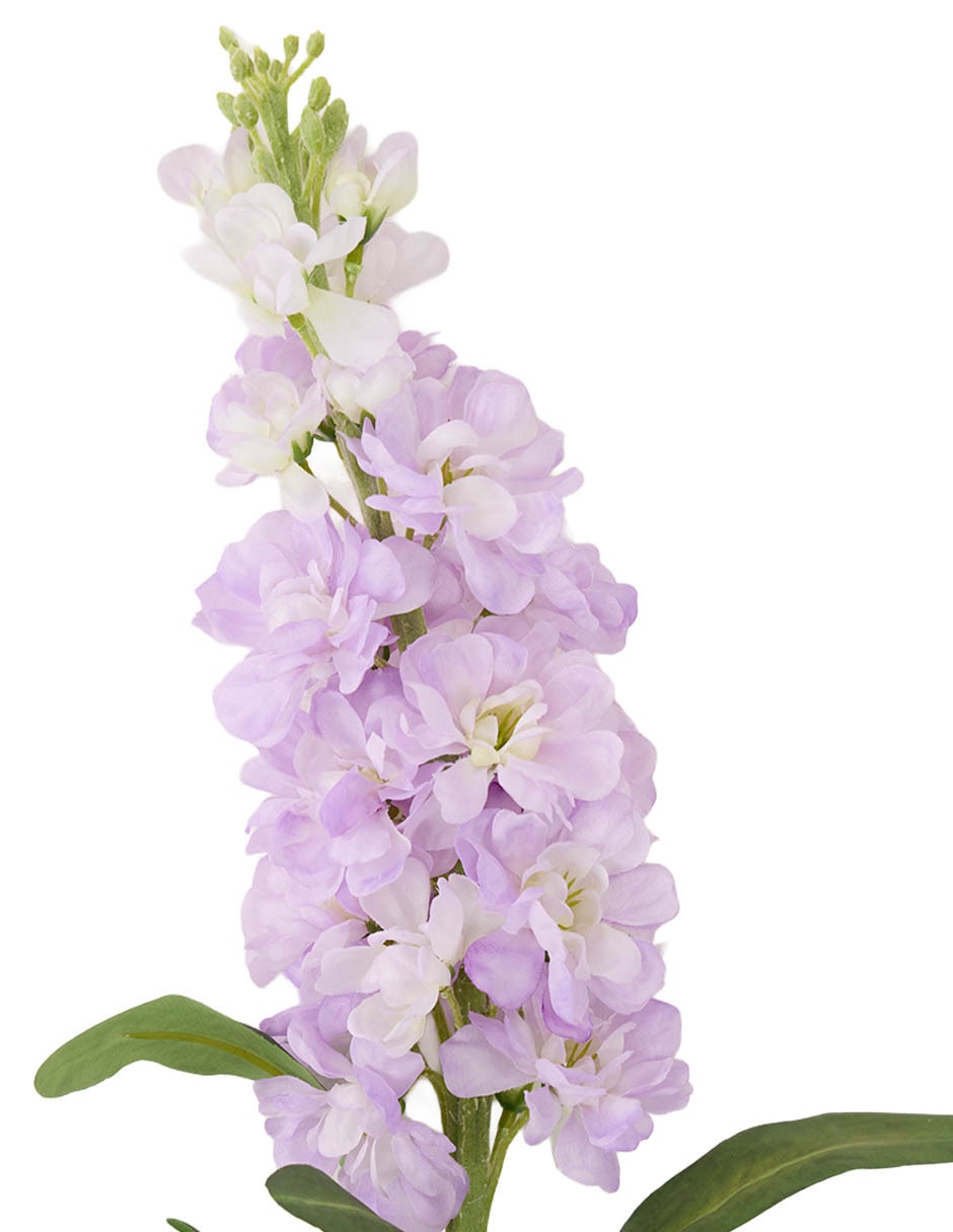Delphinium 3