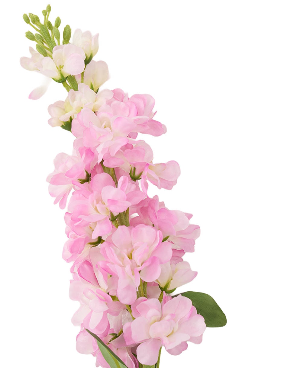 Delphinium 3