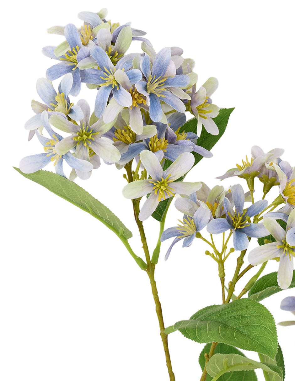 Lilac 3