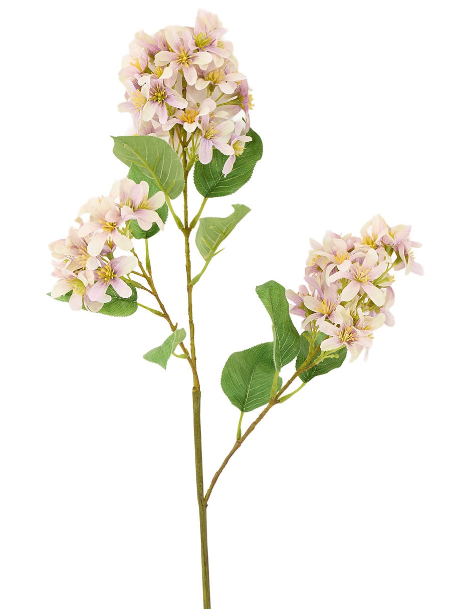Lilac 2