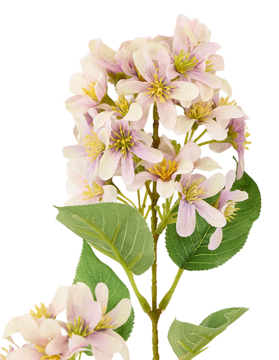 Lilac 3