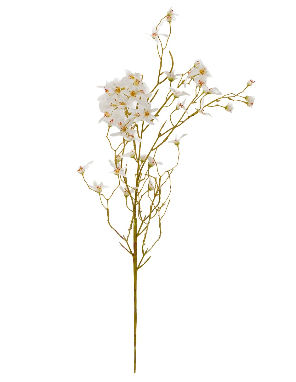 Forsythia decorativa