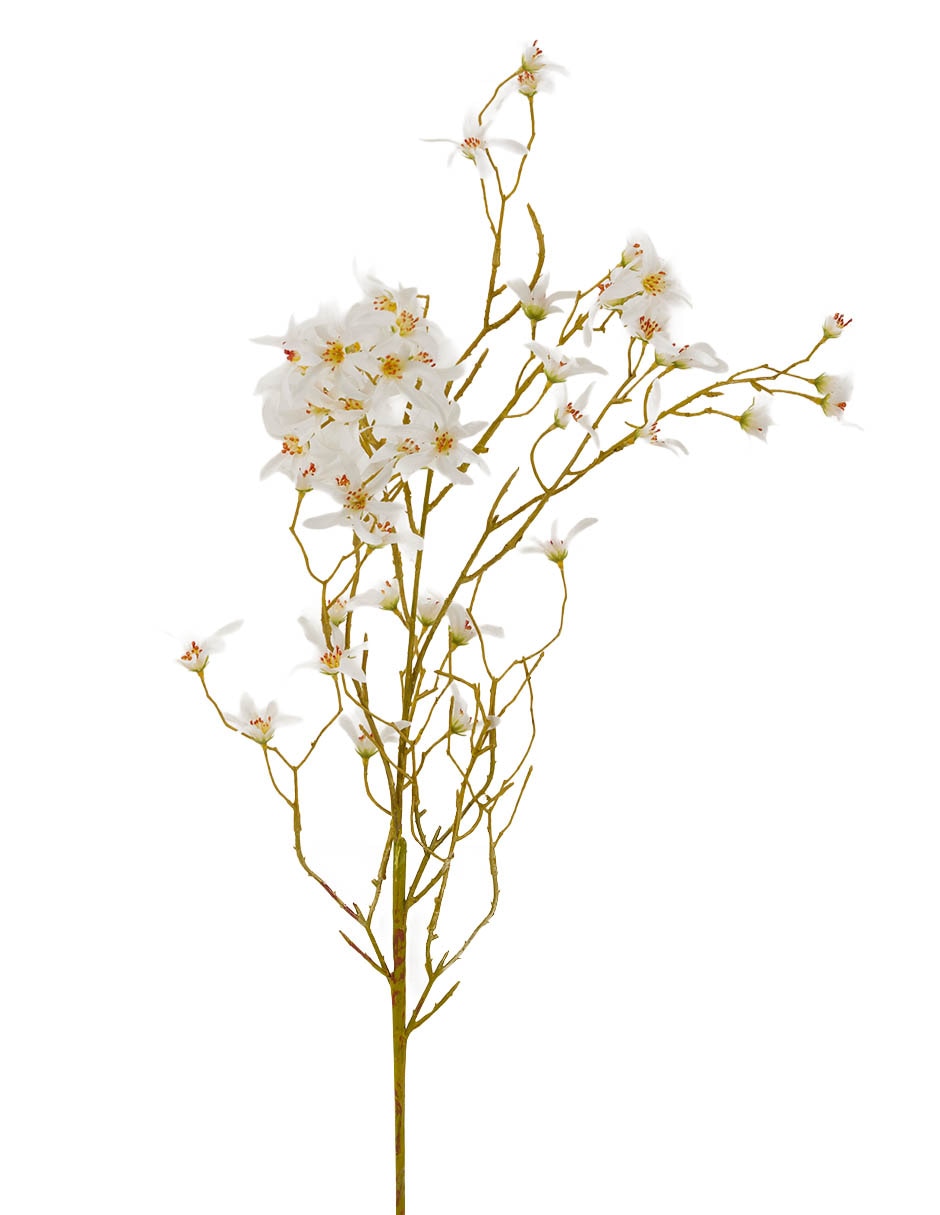 Forsythia decorativa 2