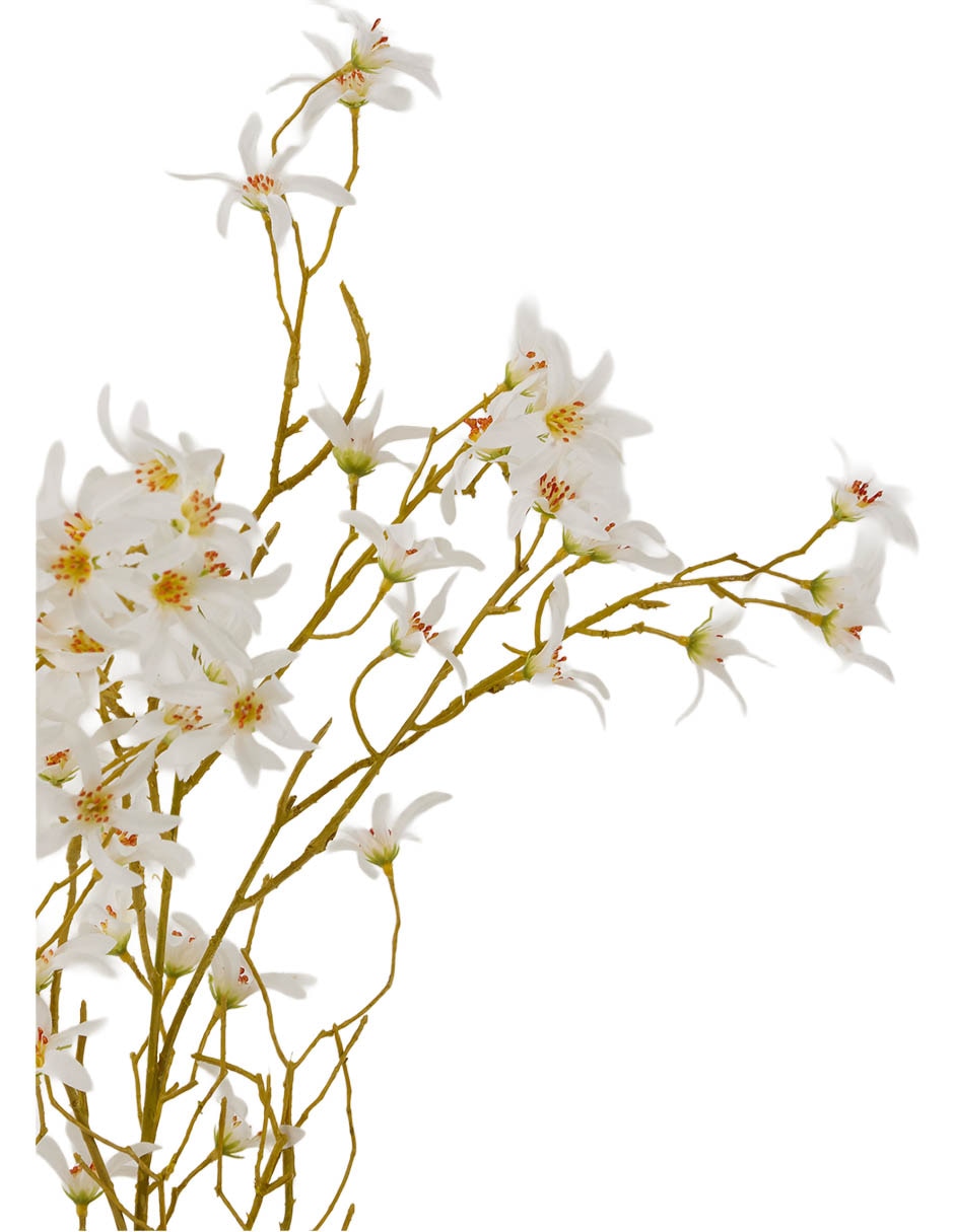 Forsythia decorativa 3