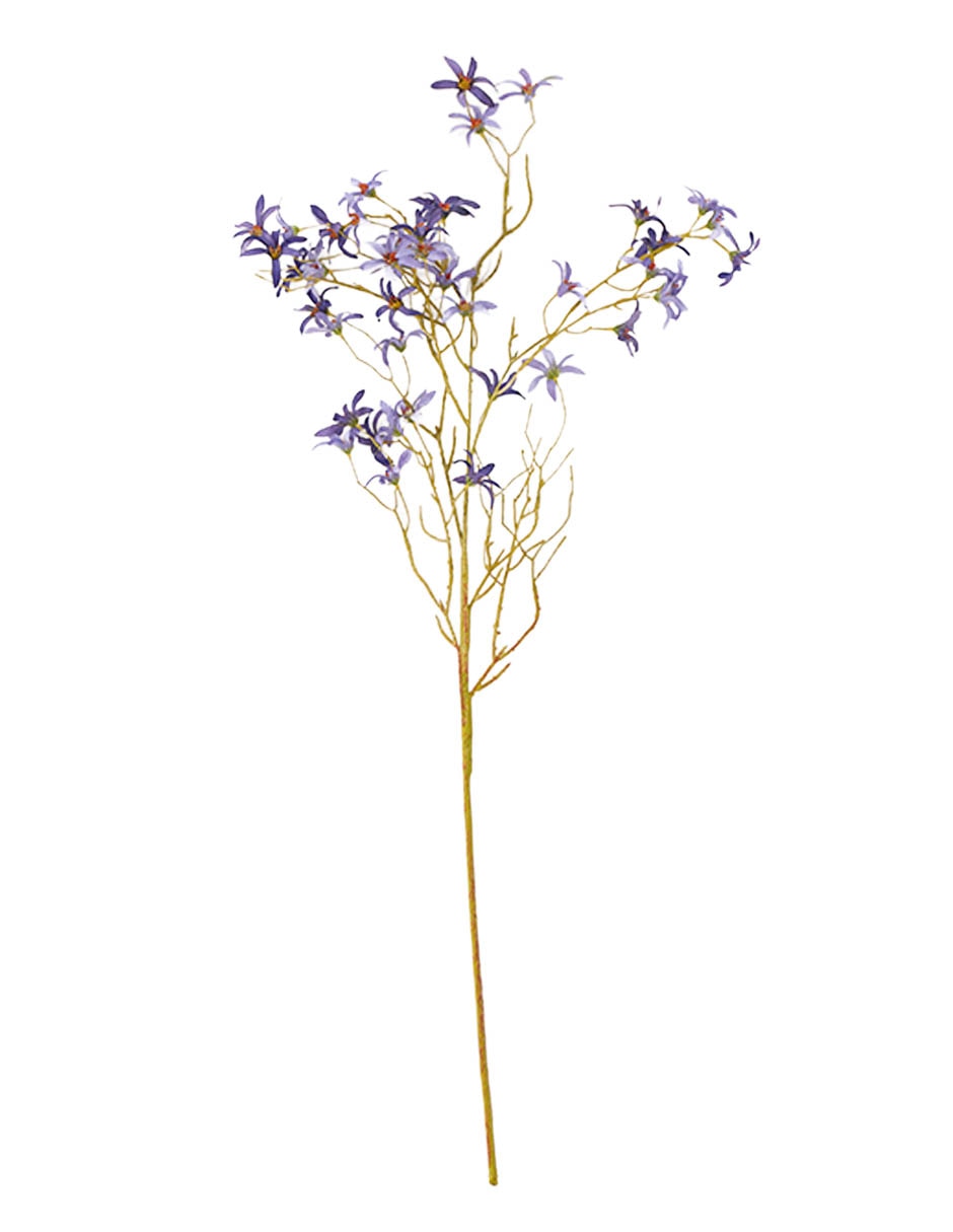 Forsythia decorativa Bluebell &