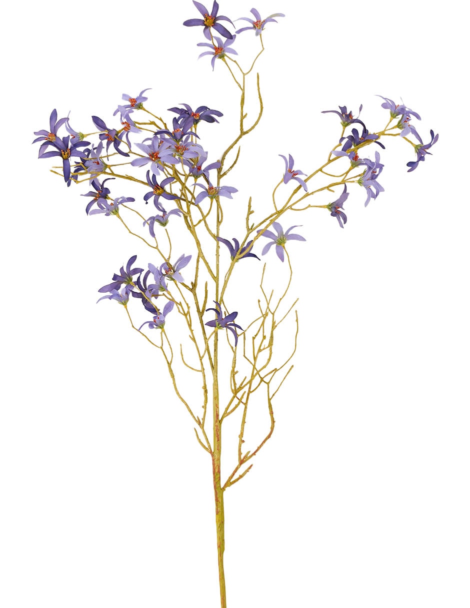 Forsythia decorativa Bluebell & 2