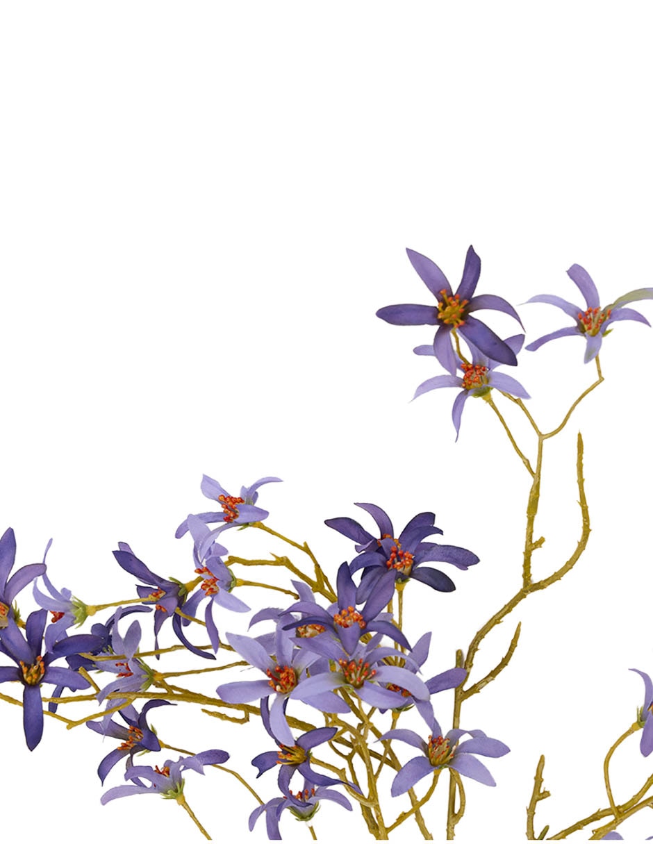 Forsythia decorativa Bluebell & 3