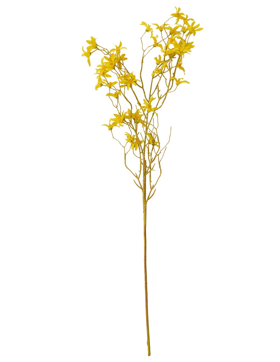Forsythia decorativa Bluebell & Forsythia decorativa Bluebell &