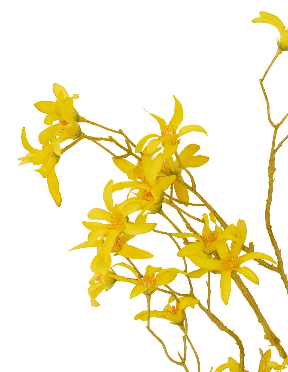Forsythia decorativa Bluebell & 3
