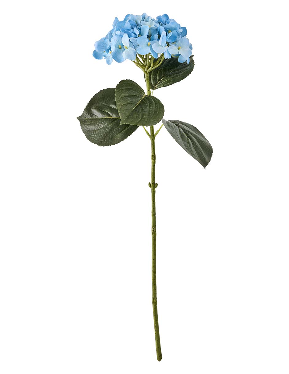 Hortensia
