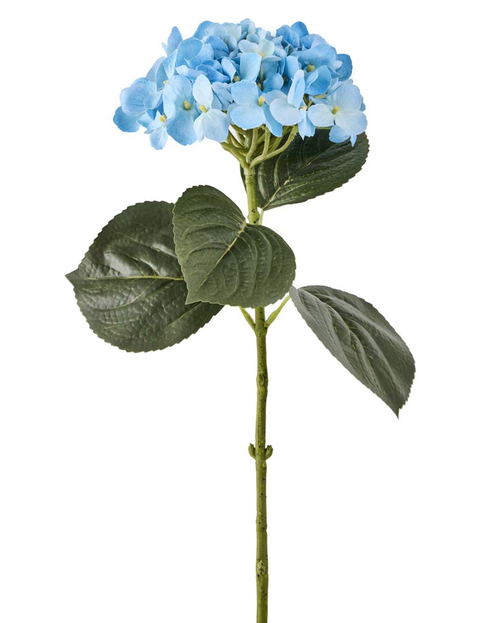 Hortensia 2