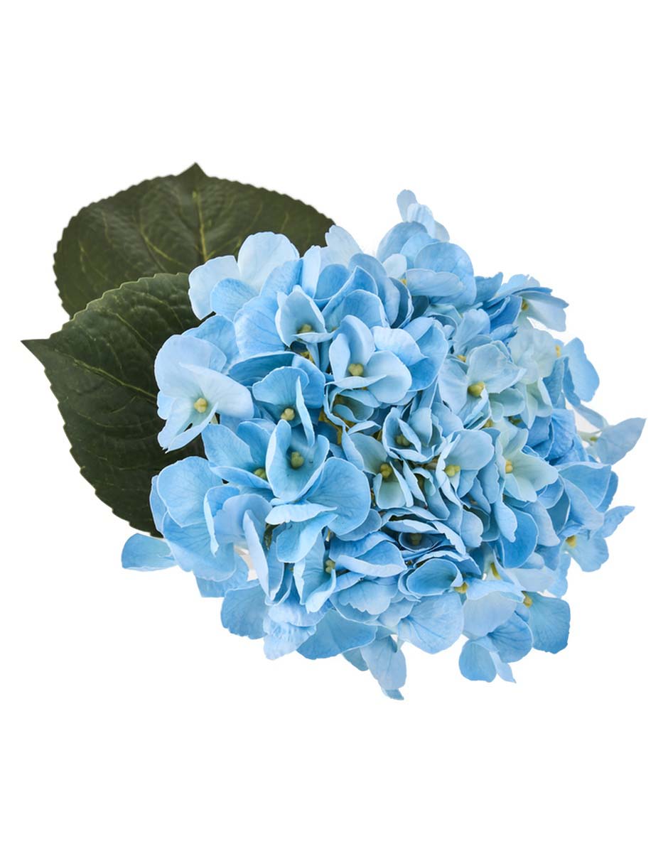 Hortensia 3