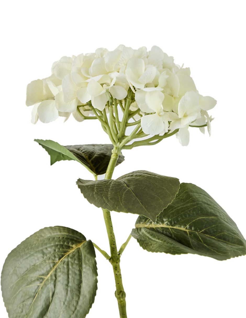 Hortensia 2