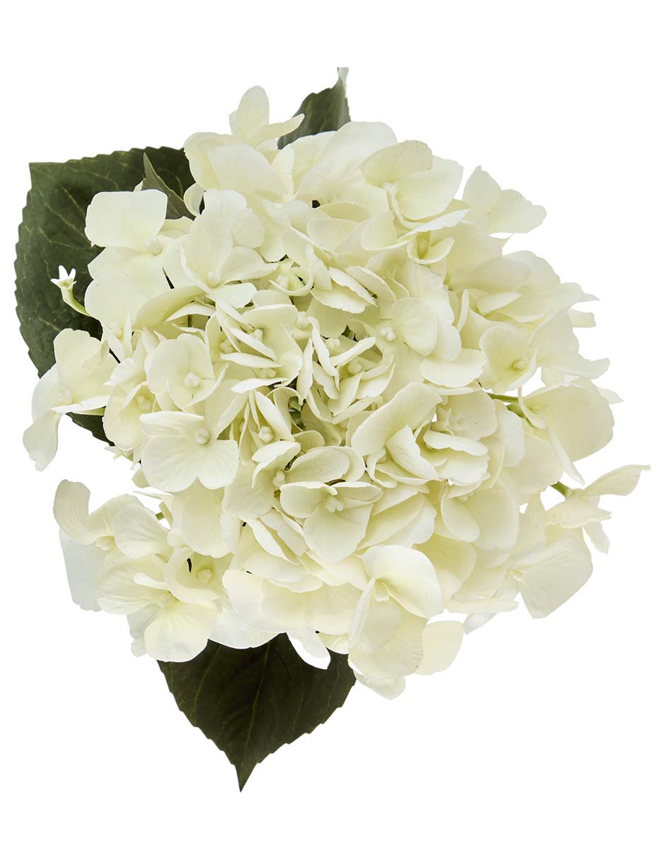 Hortensia 3