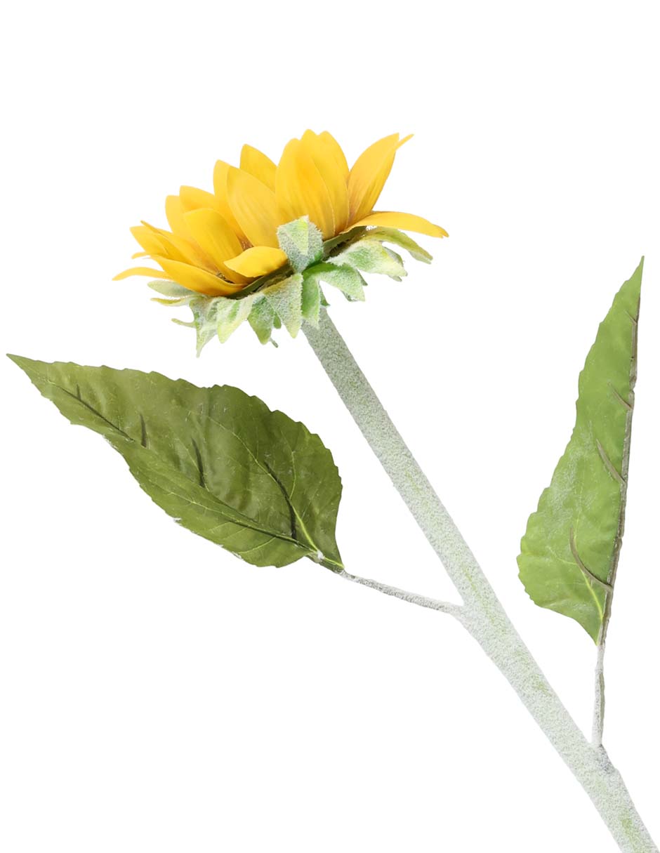 Girasol 3