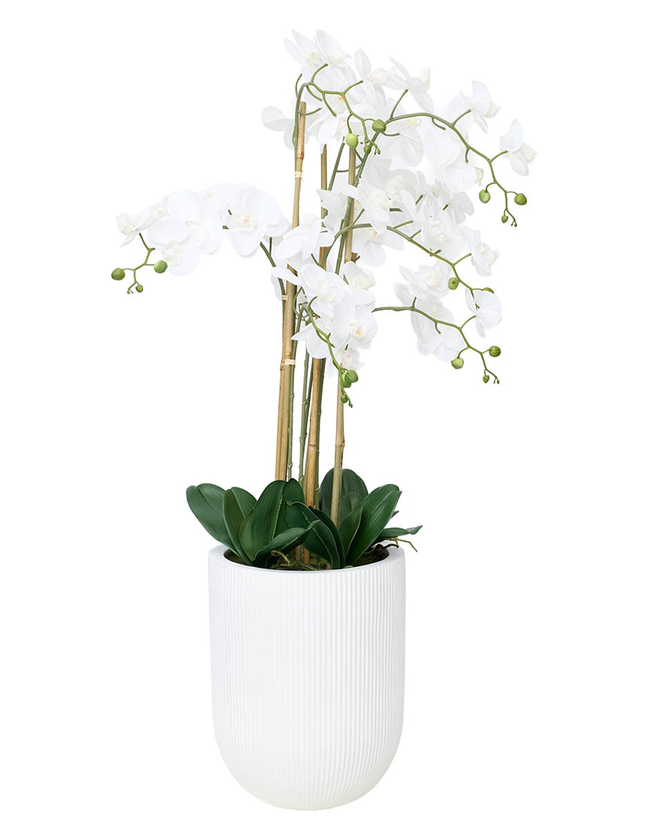 Preelaborado de orquídea