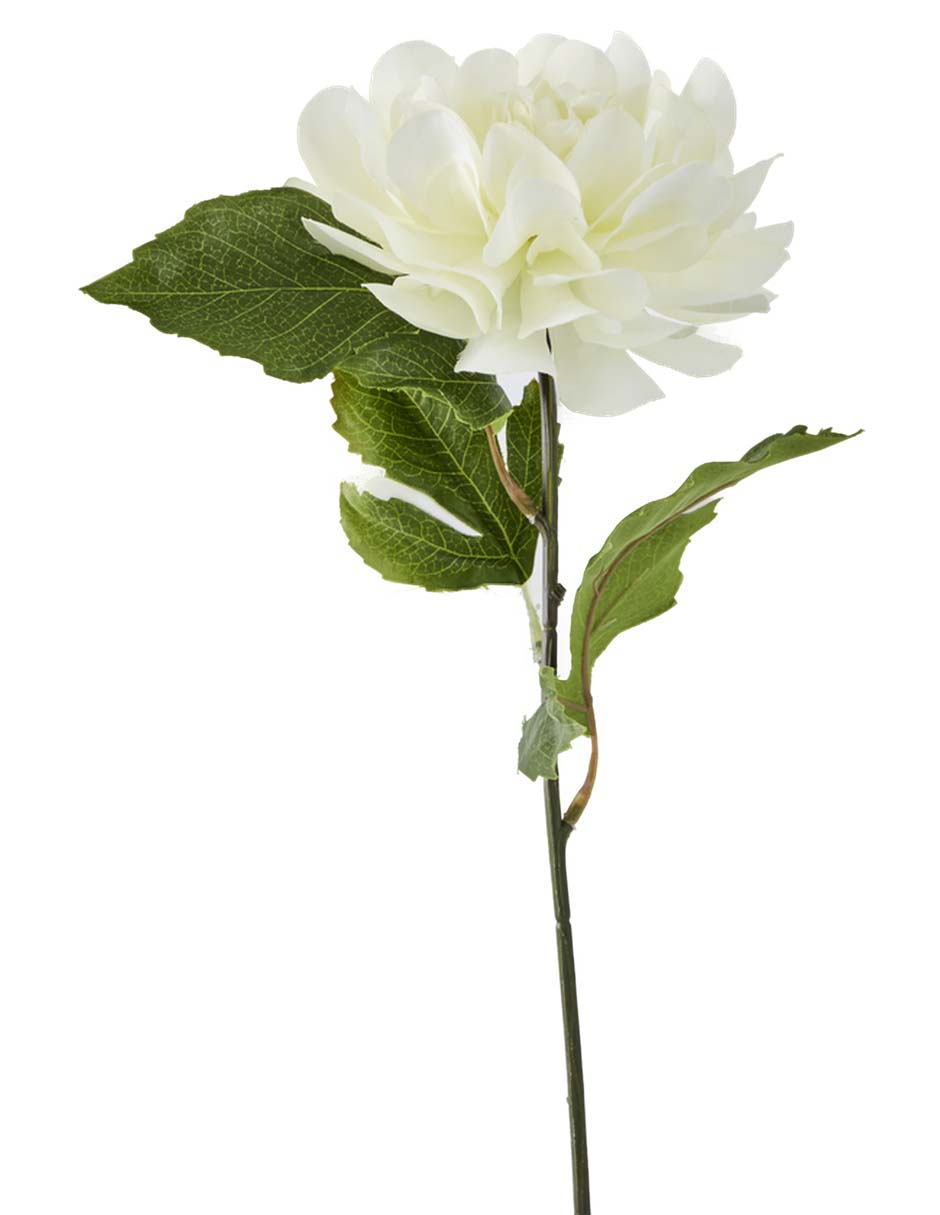 Dalia 2