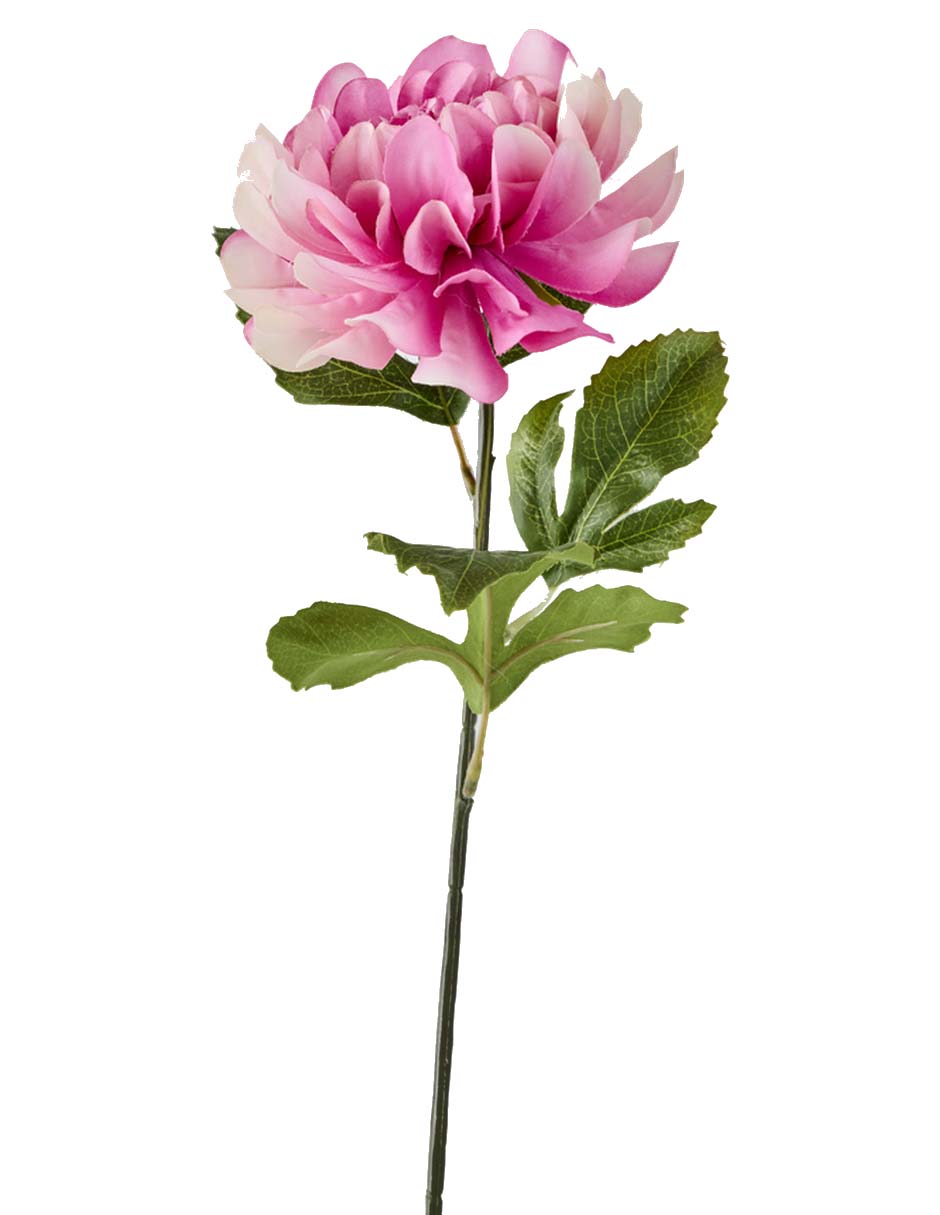 Dalia 2