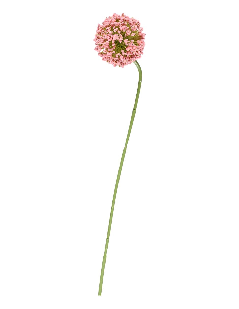Allium
