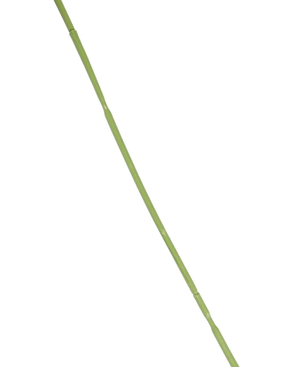 Allium 3