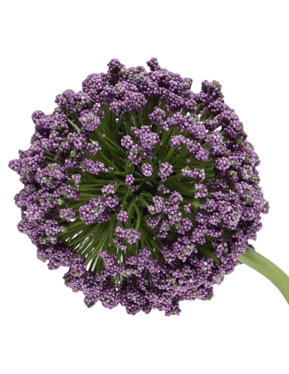 Allium 2