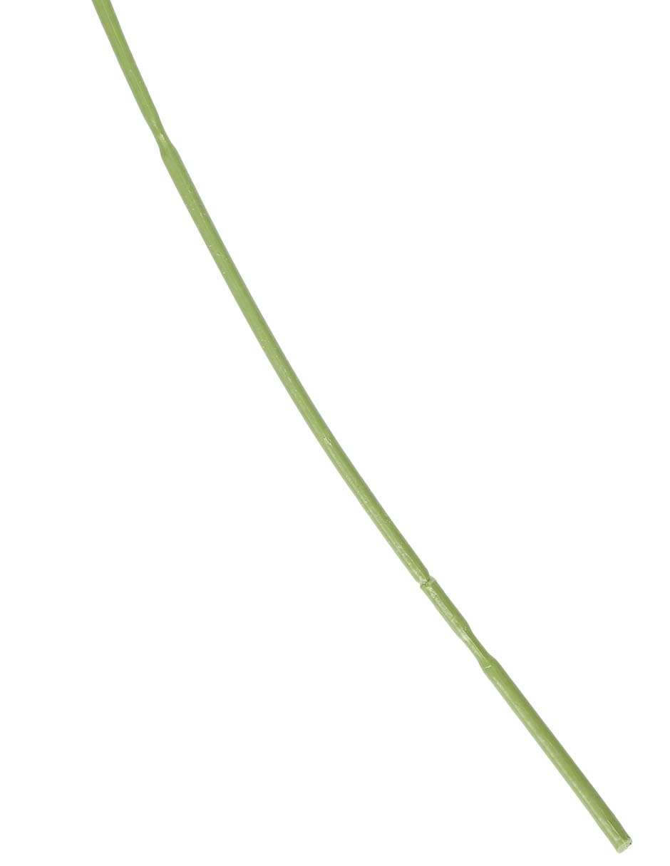 Allium 4