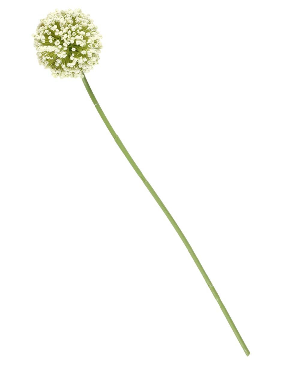 Allium