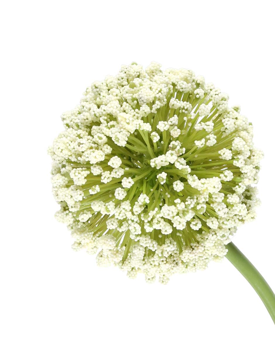 Allium 2