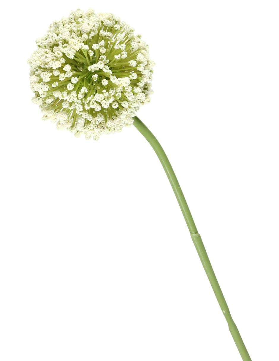 Allium 3