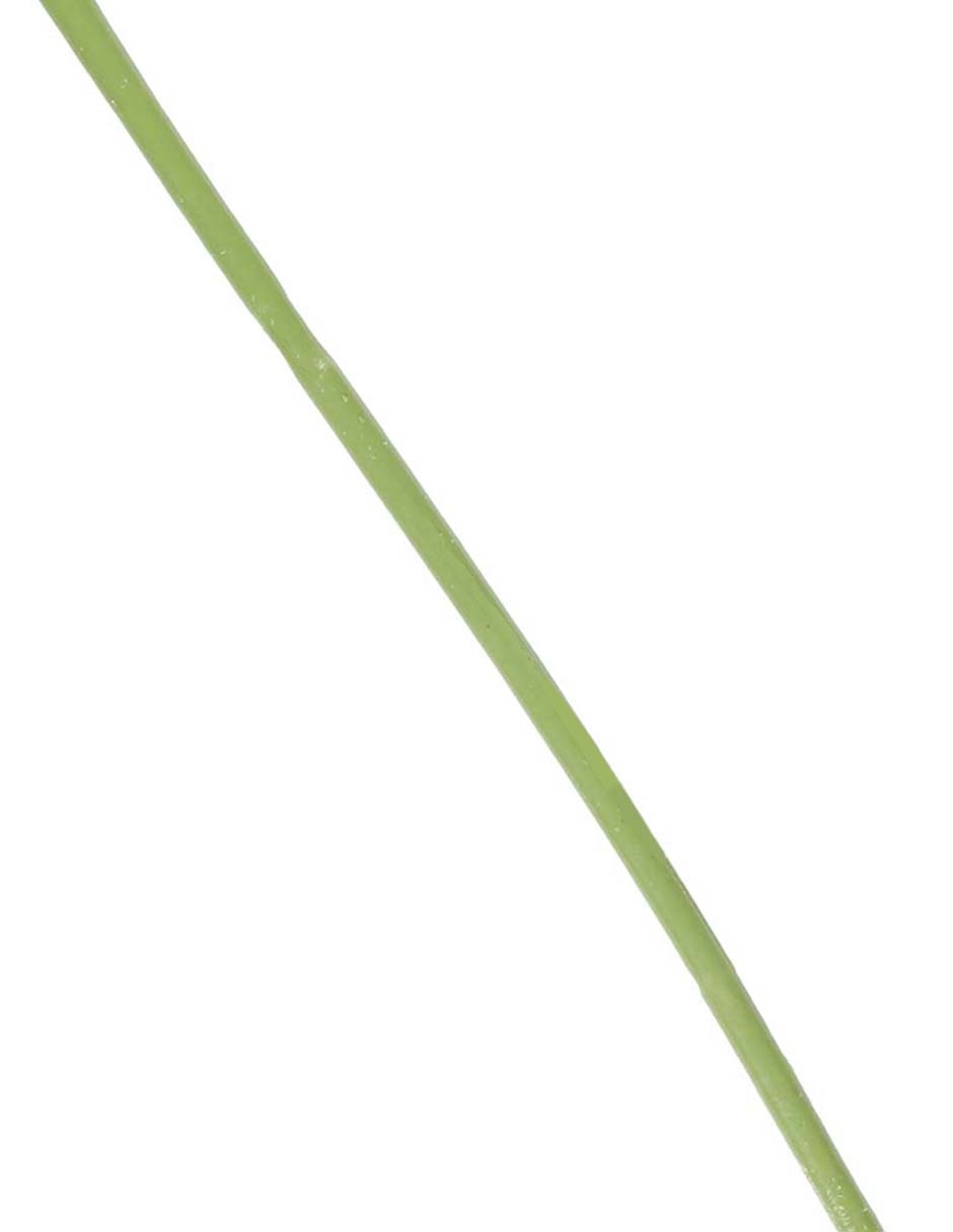 Allium 4