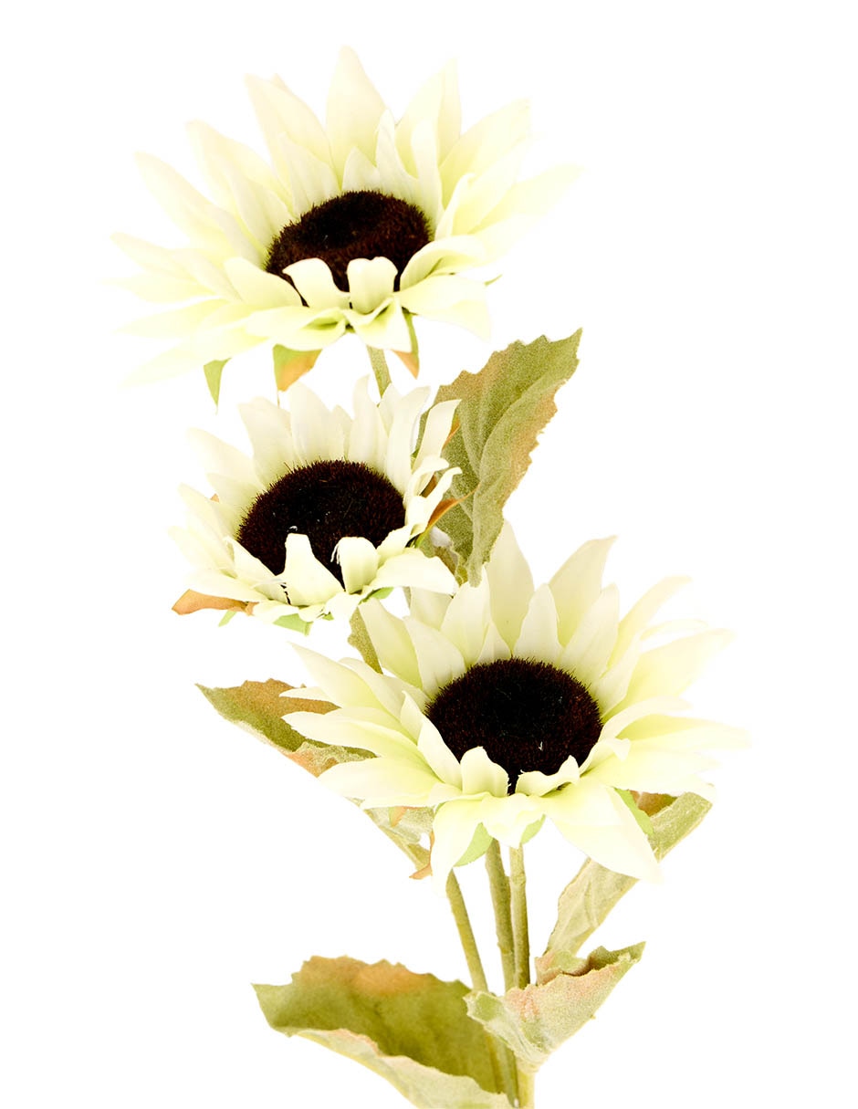 Flor de girasol 3