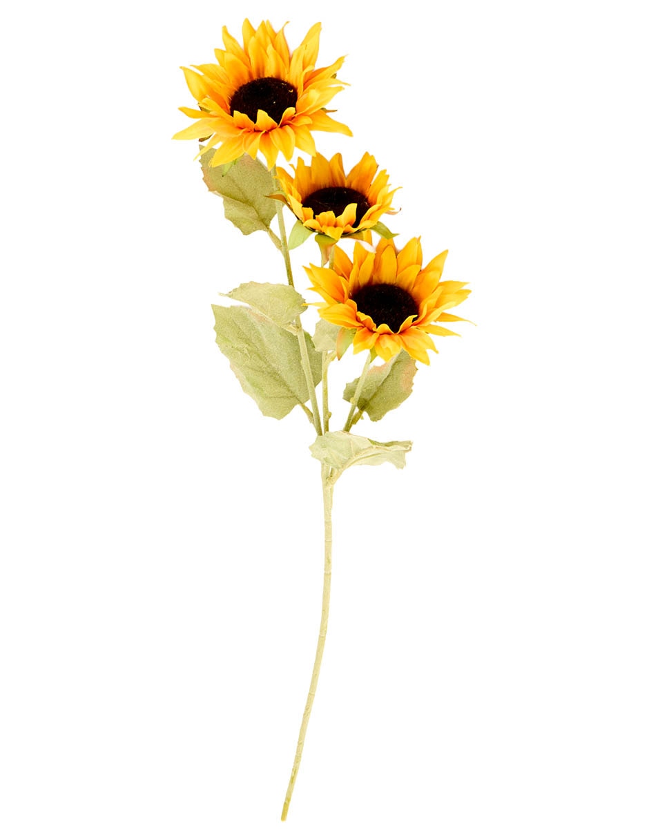 Flor de girasol