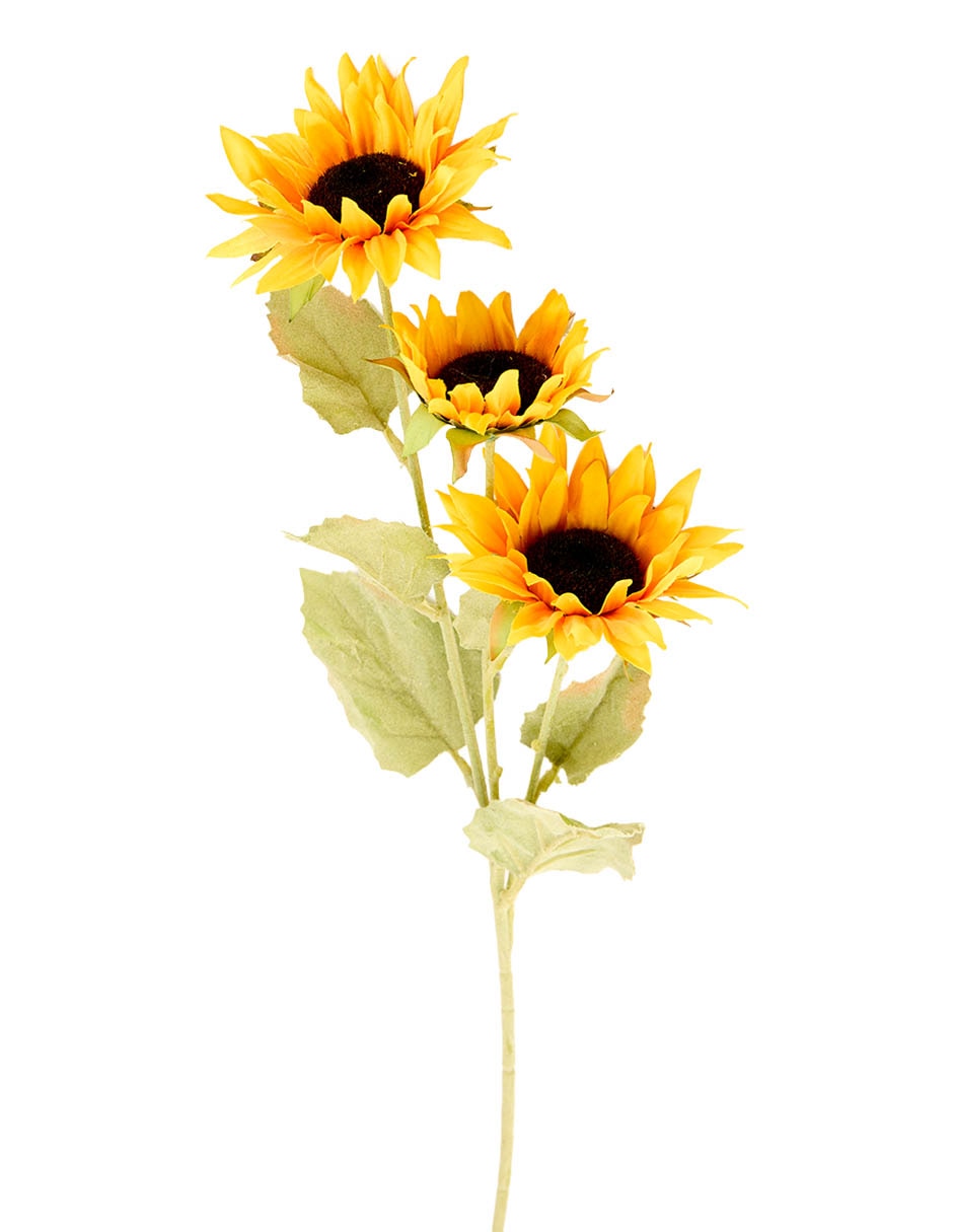 Flor de girasol 2
