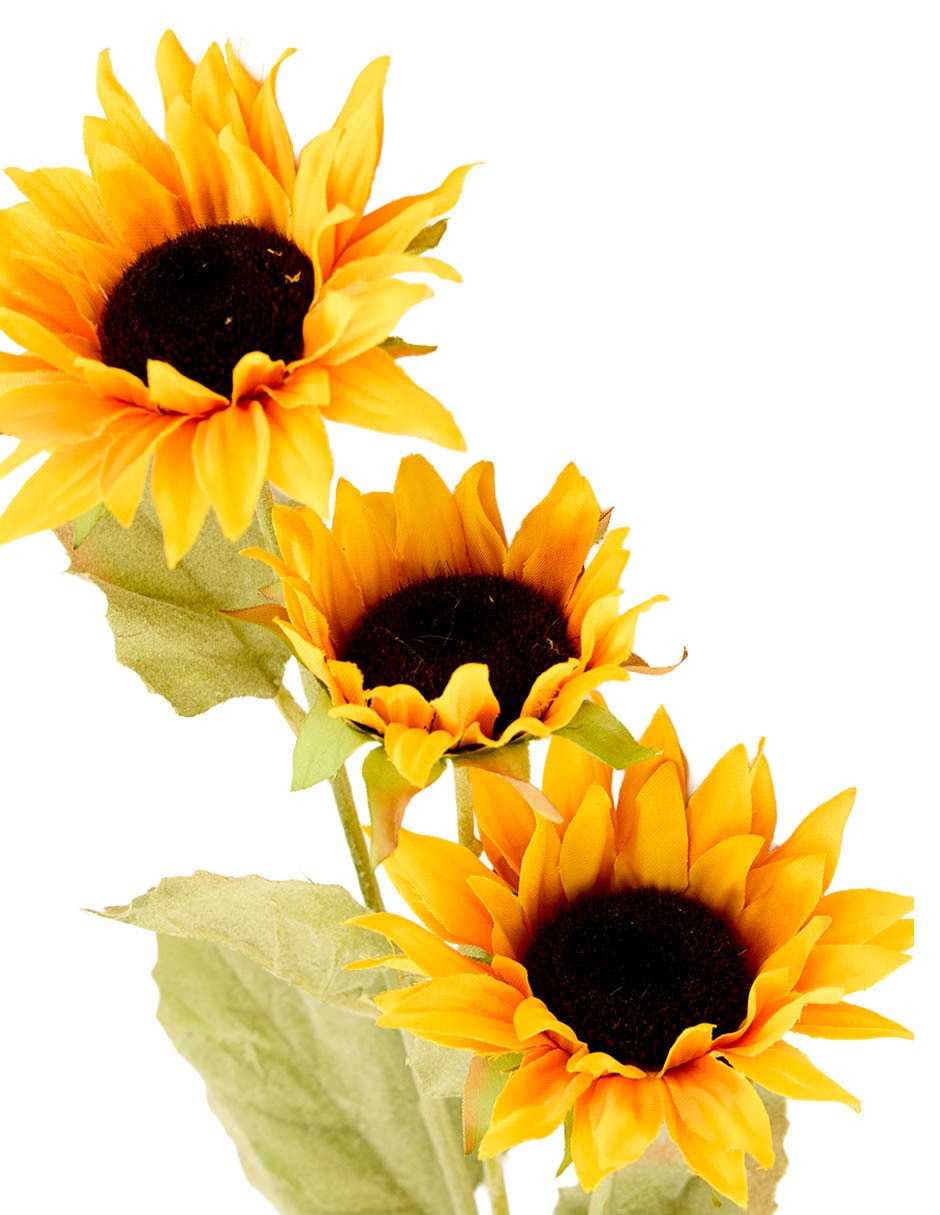 Flor de girasol 3