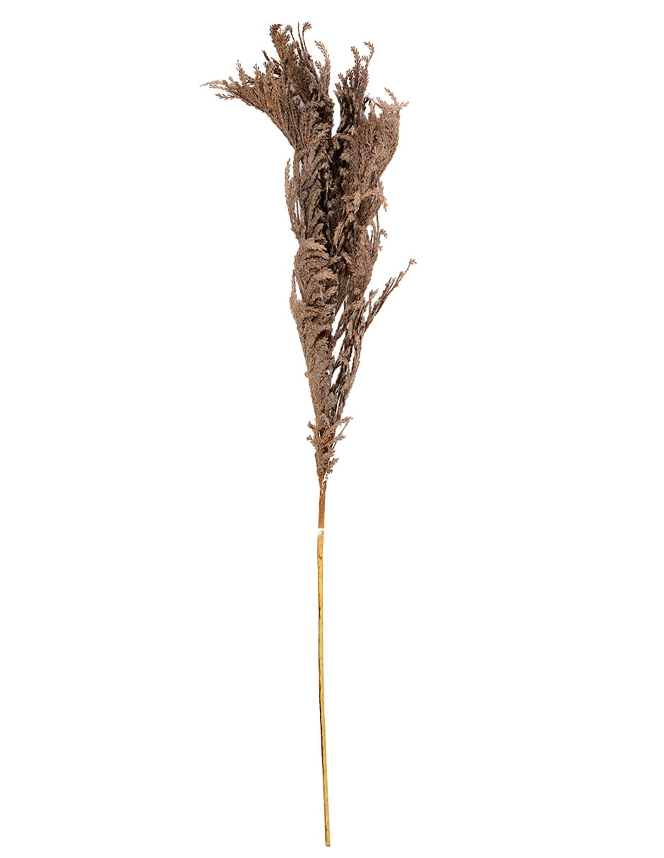 Pampa decorativa
