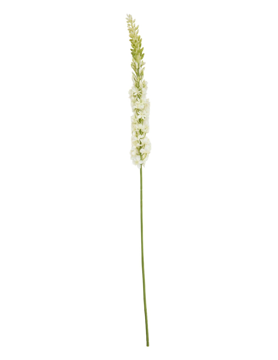 Eremurus